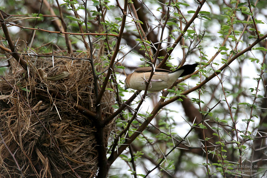 /wp-content/uploads/2020/10/Indian%20Silverbill%20-Lonchura%20malabarica-%20with%20nest%20on%20Acacia%20I%20IMG_0011.jpg