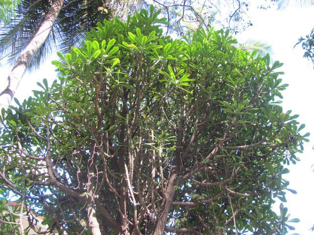 /wp-content/uploads/2020/10/Indian%20Spurge%20Tree%20-%20Canopy.jpg