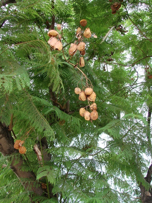/wp-content/uploads/2020/10/Jacaranda%20mimosifolia%205%20%20seedpods%20and%20young%20leaves.jpg