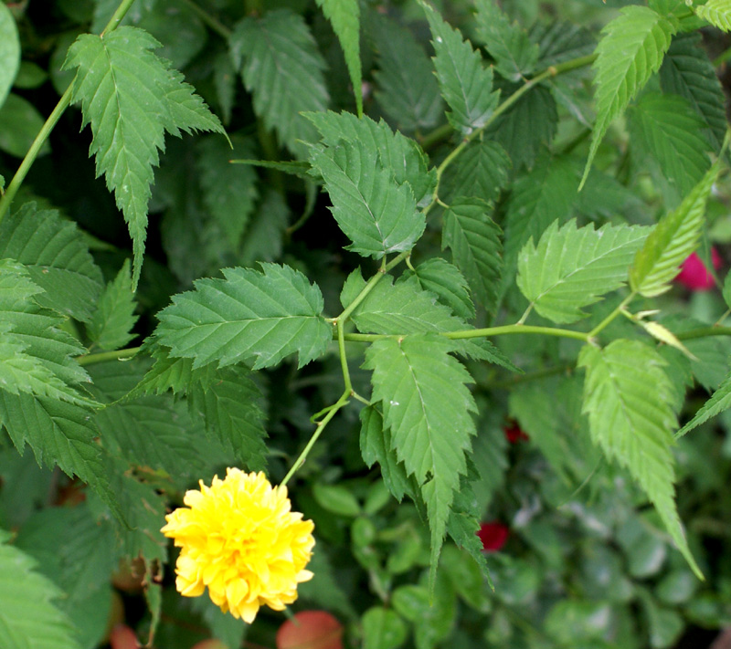 /wp-content/uploads/2020/10/Kerria-japonica-Balgarden-Pleniflora-Kashmir-2.jpg