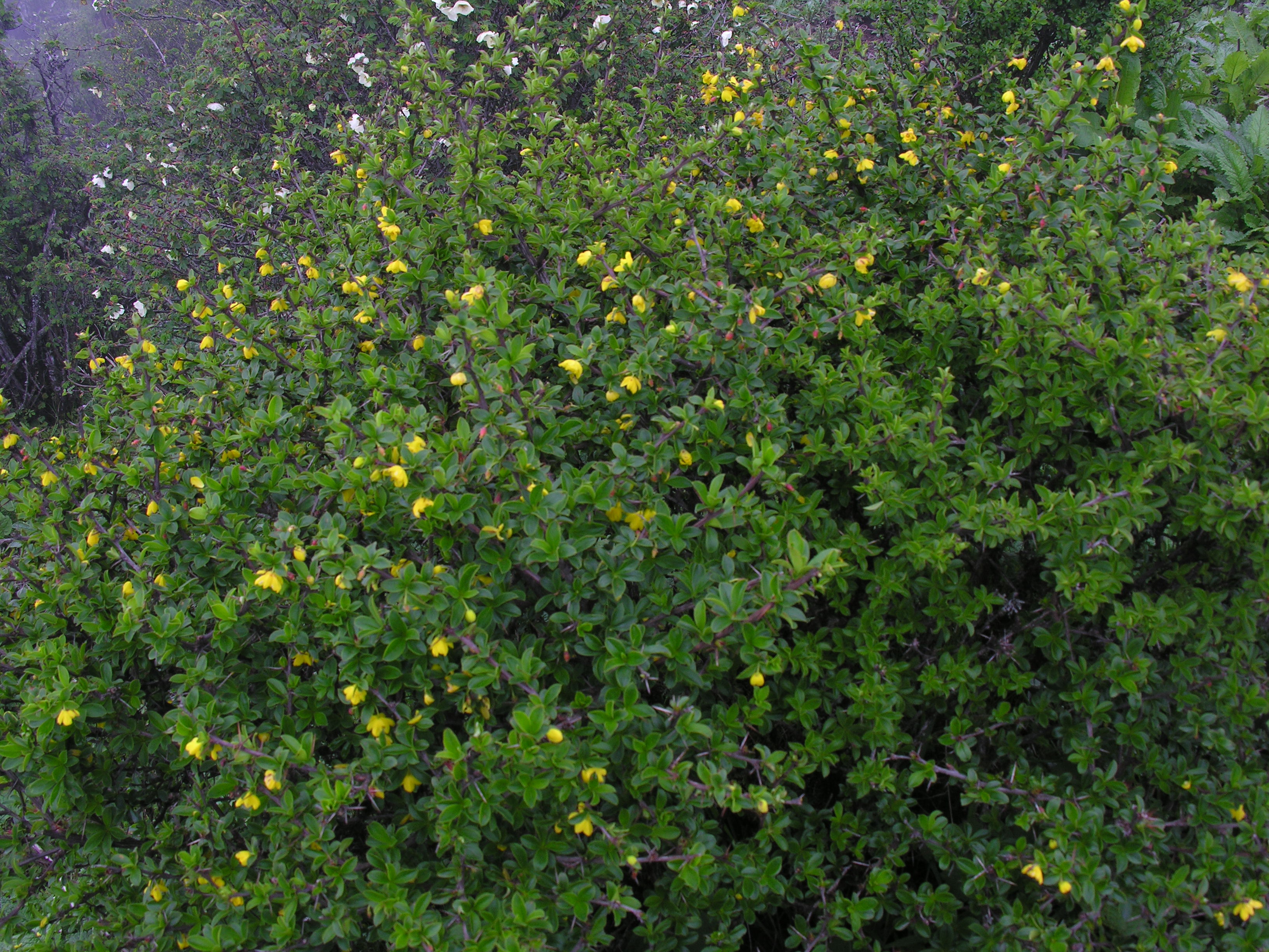 A. Berberis affinis [©ICFRE Dehradun (DD). Reproduced with the