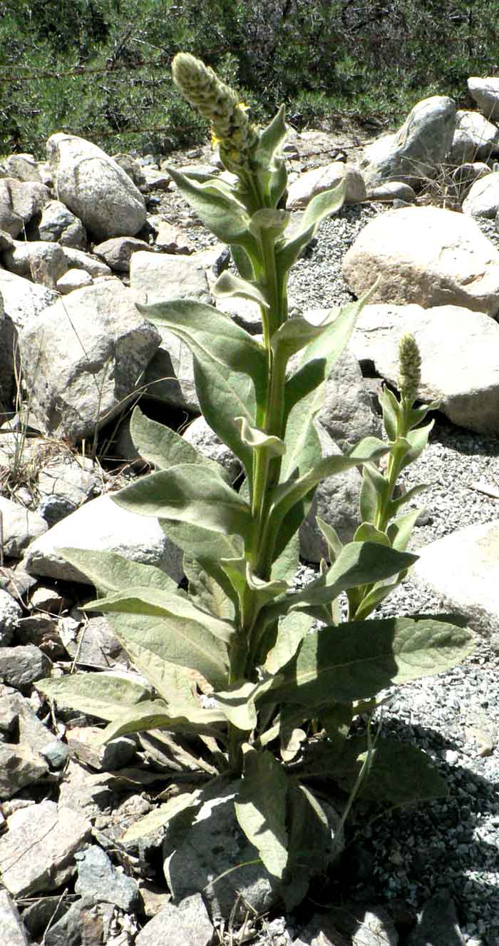 /wp-content/uploads/2020/10/Ladakh-Plant-Flower-13-ID-J.jpg