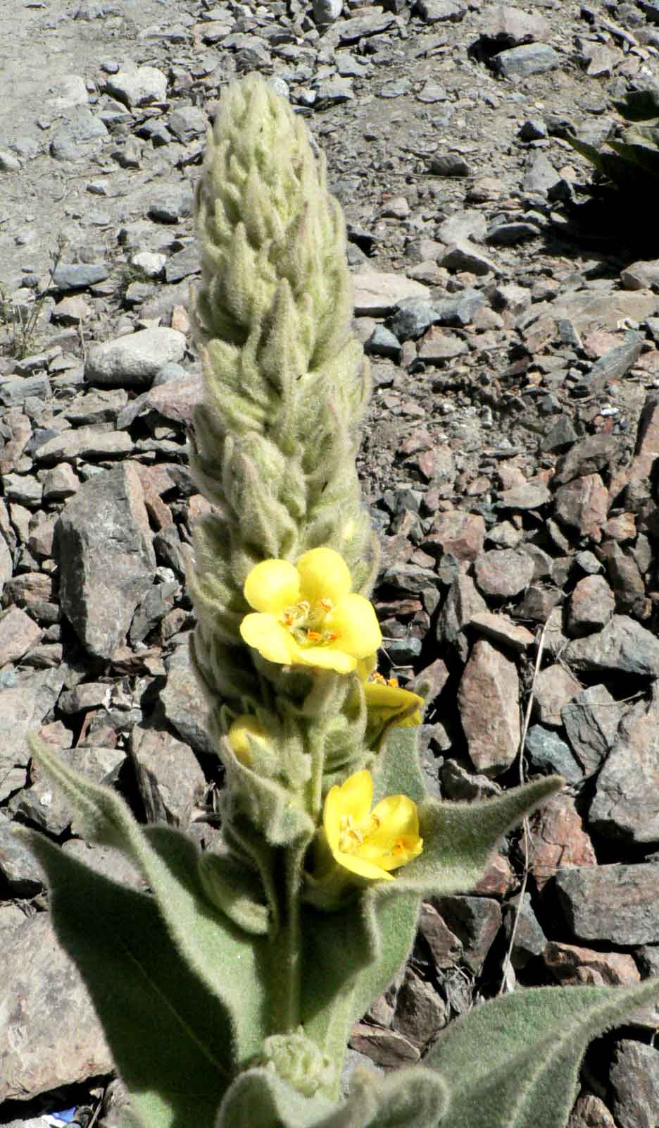 /wp-content/uploads/2020/10/Ladakh-Plant-Flower-13a-ID-.jpg