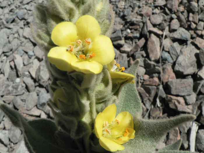 /wp-content/uploads/2020/10/Ladakh-Plant-Flower-13b-ID-.jpg