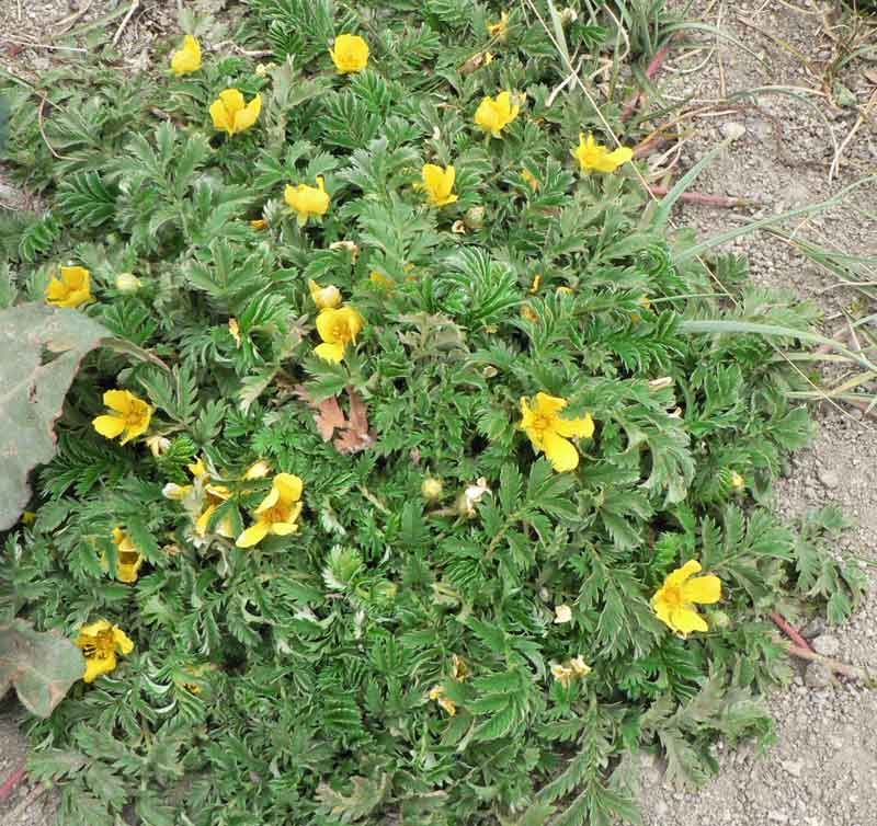 /wp-content/uploads/2020/10/Ladakh-Plant-Flower-4a---ID.jpg