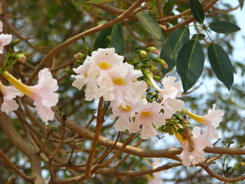 /wp-content/uploads/2020/10/Lalbagh-March%20th%20-09-Tabebuia%20081-ph-a.jpg