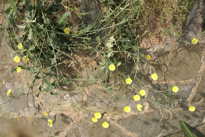 /wp-content/uploads/2020/10/Launaea-asplenifolia-Vikas-puri-6-4-DSC05016-Delhi-1.jpg