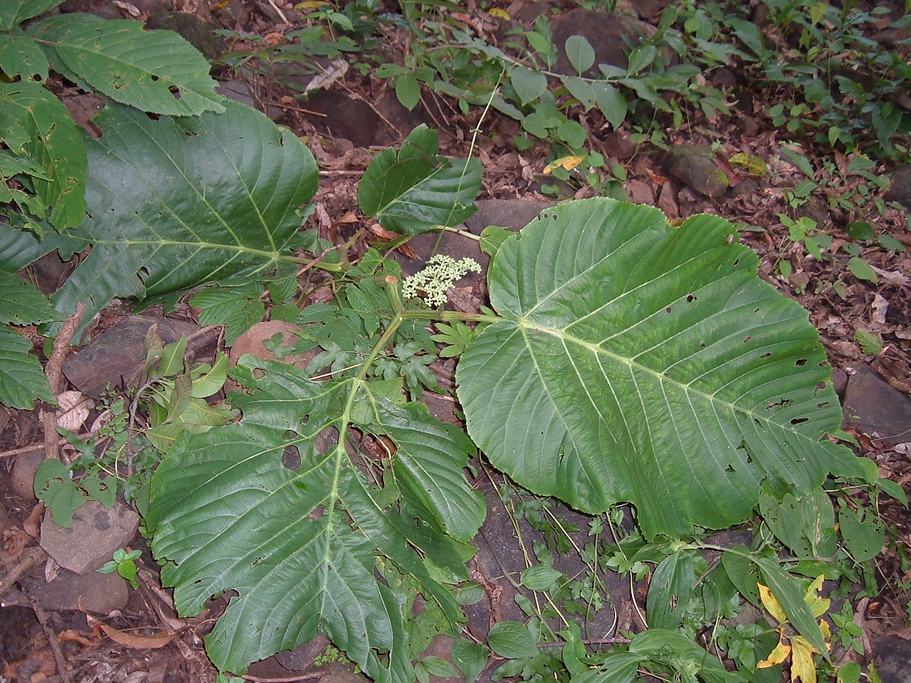 /wp-content/uploads/2020/10/Leea_macrophylla_habit-_leeaceae.JPG