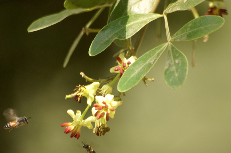 /wp-content/uploads/2020/10/Limonia-acidissima-herbal-gdn-19-5-Delhi-3.jpg
