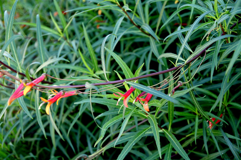 /wp-content/uploads/2020/10/Lobelia-laxiflora-angustifolia-DSC04268-California-3.jpg