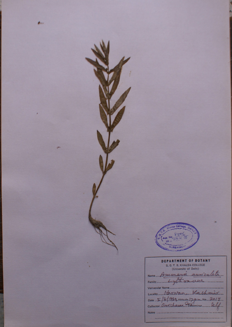 /wp-content/uploads/2020/10/Lythraceae-Ammania-auriculata-Kashmir-1.jpg