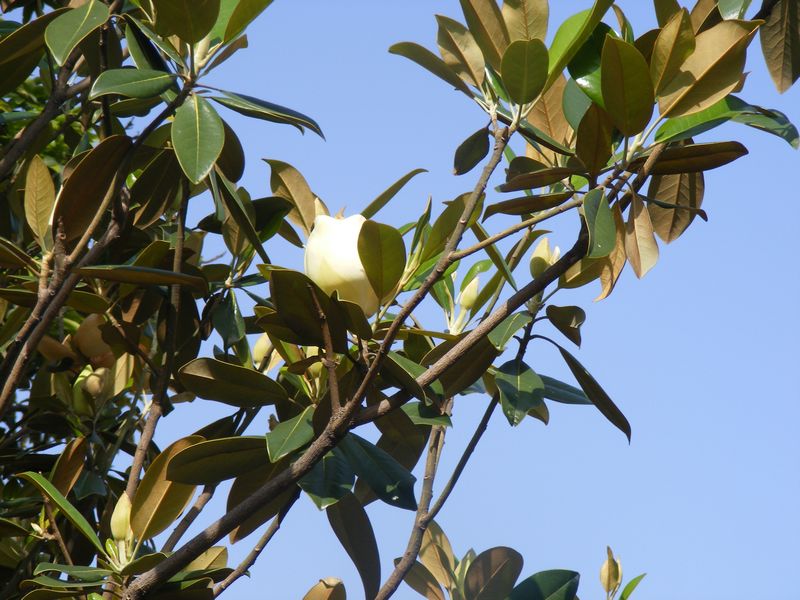 /wp-content/uploads/2020/10/Magnolia%20grandiflora%20-2-.JPG