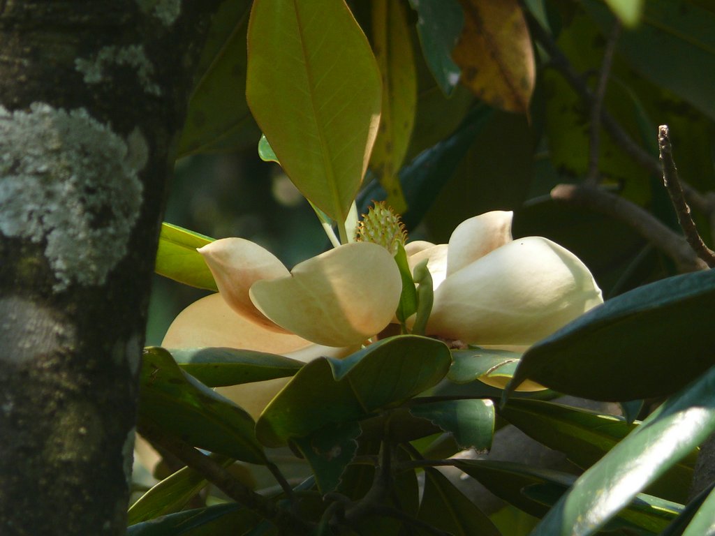 /wp-content/uploads/2020/10/Magnolia%20grandiflora-Lalbagh-Bangalore-P1180834.JPG