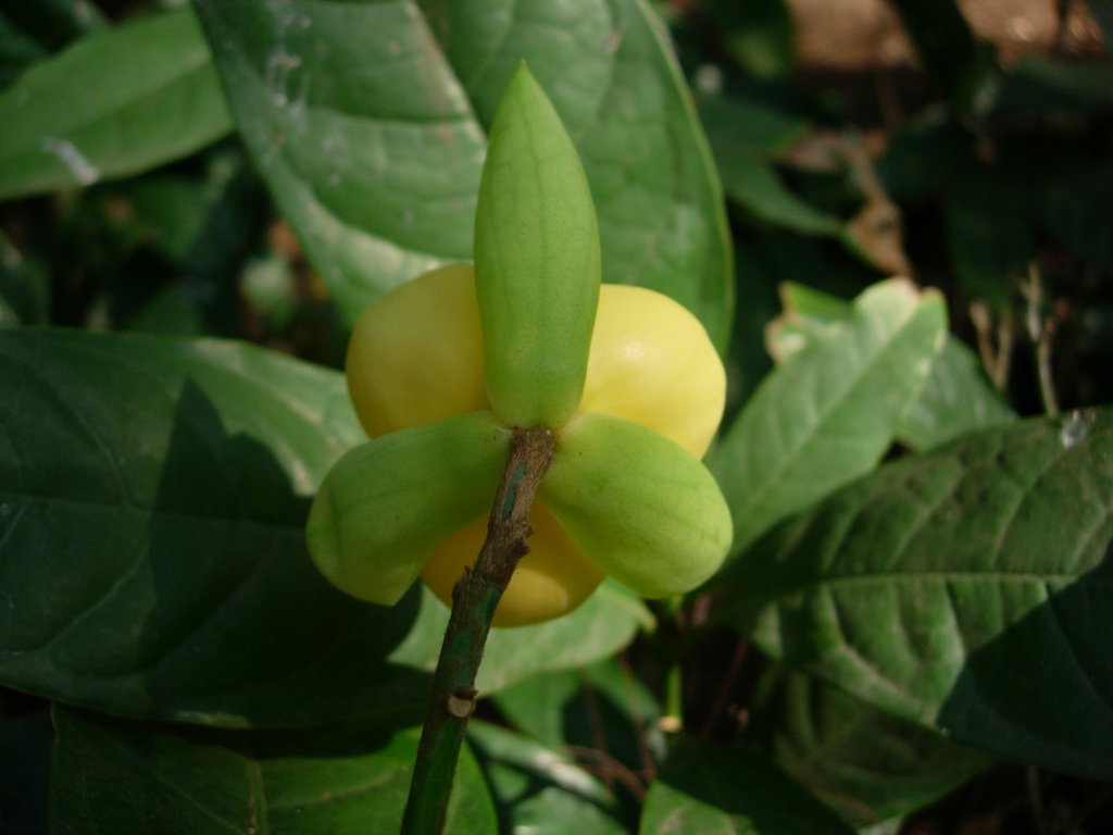 /wp-content/uploads/2020/10/Magnolia%20liliifera-JU-Mumbai-DSCN4735.JPG