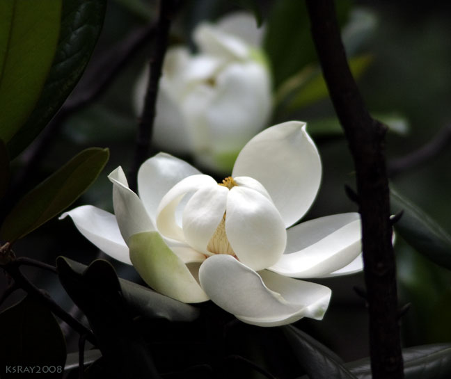 /wp-content/uploads/2020/10/Magnolia-grandiflora-IMG-0196.jpg