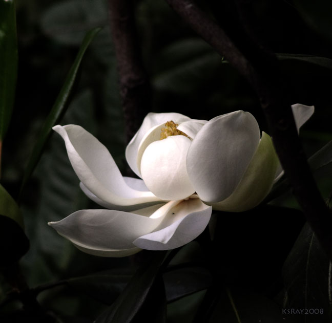 /wp-content/uploads/2020/10/Magnolia-grandiflora-IMG-0202.jpg