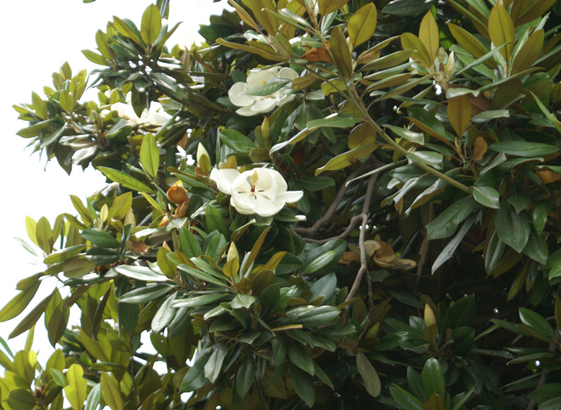 /wp-content/uploads/2020/10/Magnolia-grandiflora-Kashmir-a-6.jpg