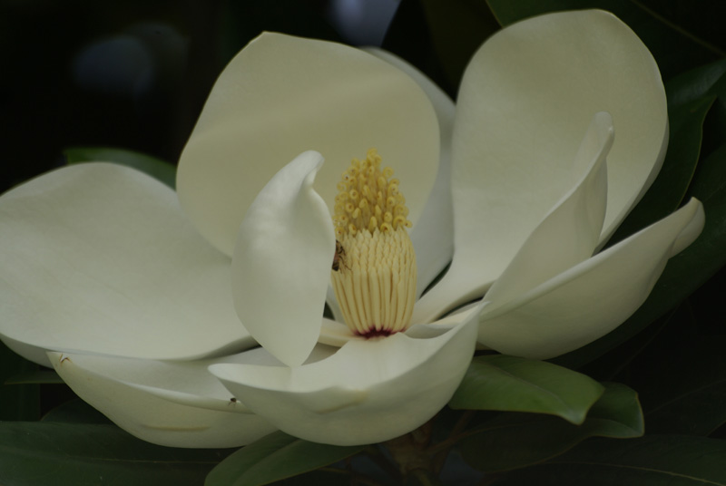 /wp-content/uploads/2020/10/Magnolia-grandiflora-Kashmir-b-5.jpg