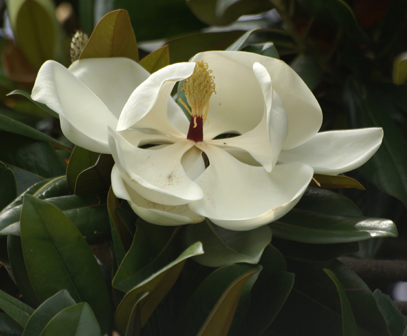 /wp-content/uploads/2020/10/Magnolia-grandiflora-Kashmir-c.jpg