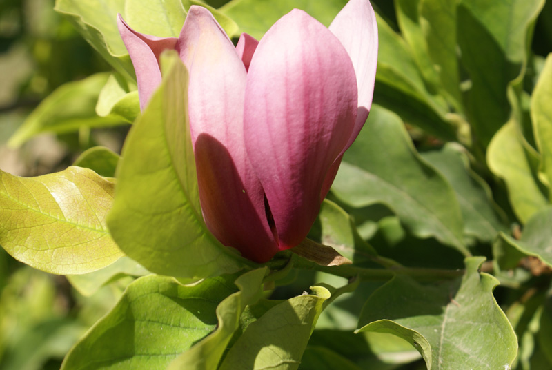 /wp-content/uploads/2020/10/Magnolia-liliiflora--Emporium%20garden-Kashmir-1.jpg