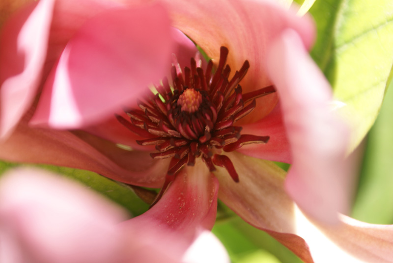 /wp-content/uploads/2020/10/Magnolia-liliiflora--Emporium%20garden-Kashmir-2.jpg