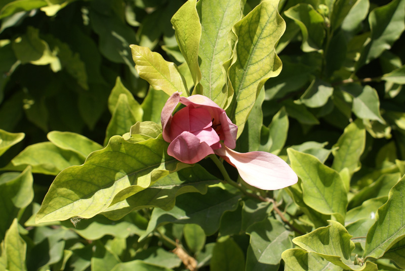 /wp-content/uploads/2020/10/Magnolia-liliiflora--Emporium%20garden-Kashmir-3-8.jpg