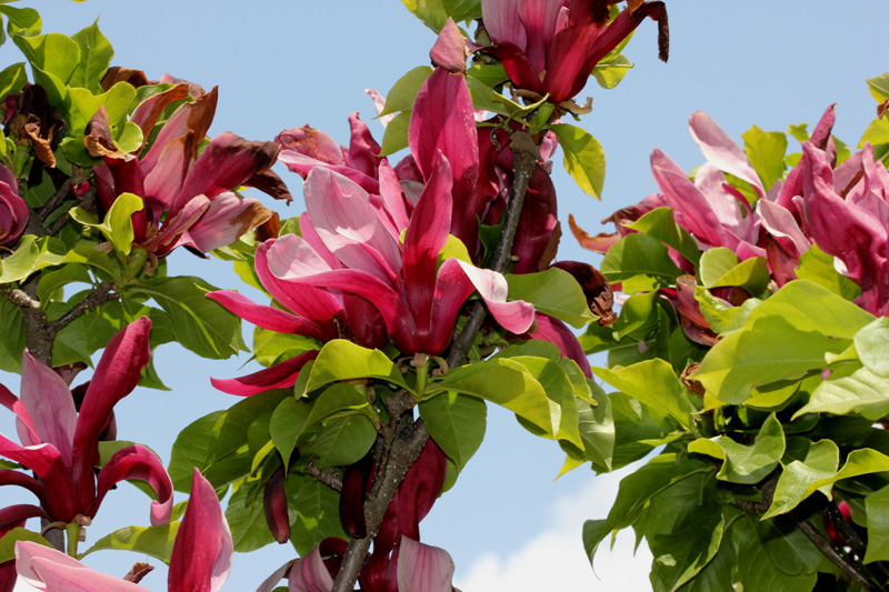 /wp-content/uploads/2020/10/Magnolia-liliiflora-Harwan-IMG_2956-Kashmir-5.jpg