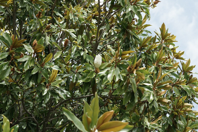 /wp-content/uploads/2020/10/Magnoliaceae-DSC09014.jpg