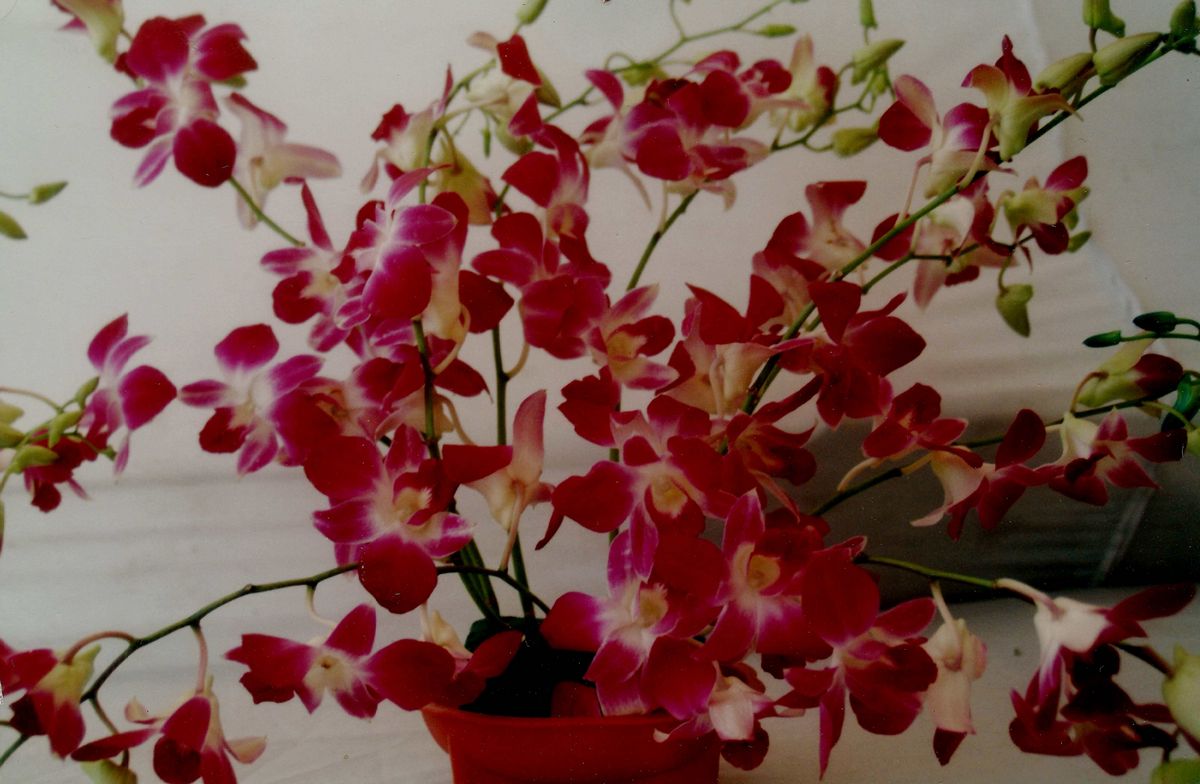 /wp-content/uploads/2020/10/Manipur%20Orchid-1A-1Sm.jpg