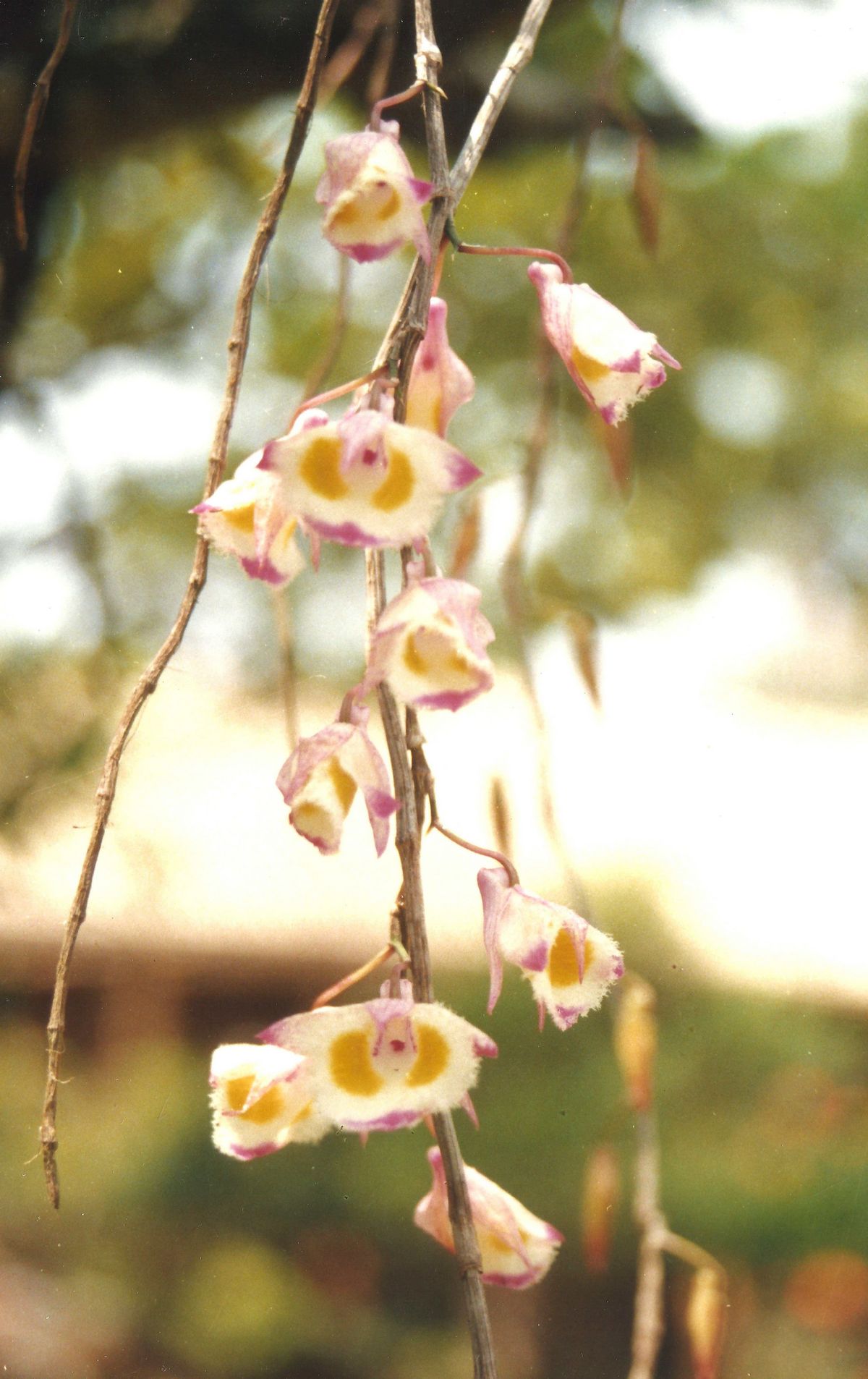 /wp-content/uploads/2020/10/Manipur%20Orchid-4-3Sm.jpg