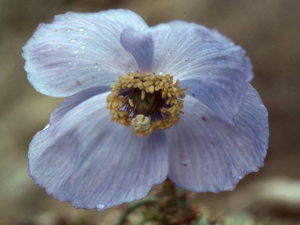 /wp-content/uploads/2020/10/Meconopsis%20aculeata%20on%20Rohtang%20Pass%20%20in%20H.P.%20-Chris%20Chadwell-.jpg