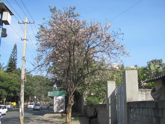 /wp-content/uploads/2020/10/Mexican%20Lilac%20Tree%20-%20Canopy.jpg
