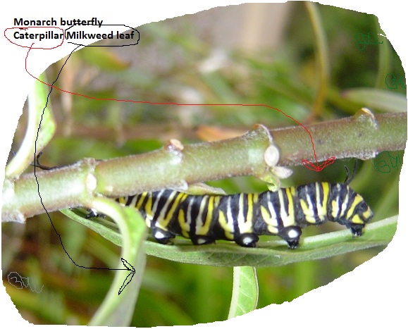 /wp-content/uploads/2020/10/Monarch%20butterfly%20on%20Milkweed%20leaf%20DSC00111%20small%20crop%20name.jpg