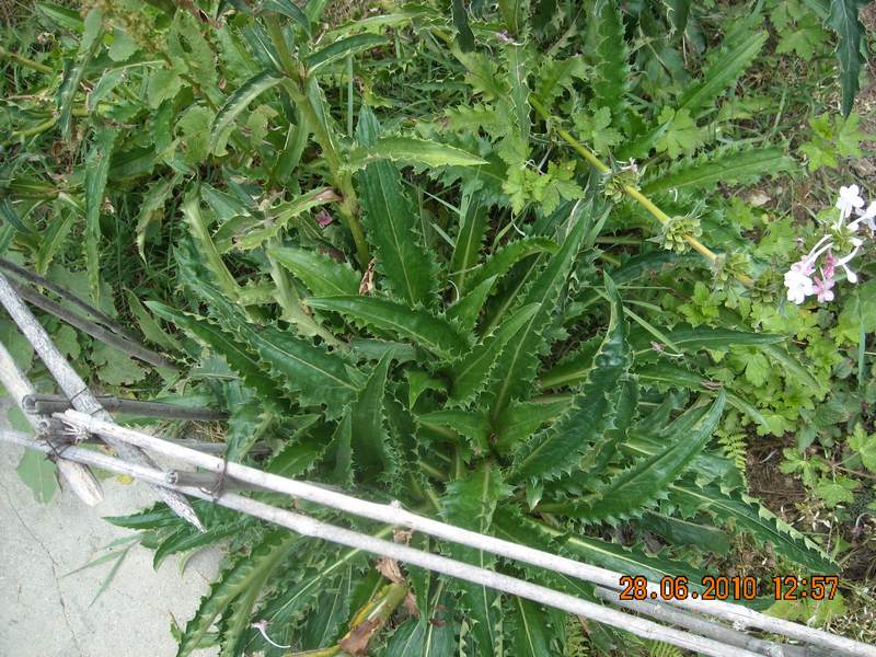 /wp-content/uploads/2020/10/Morina%20longifolia-2%20-5-.JPG