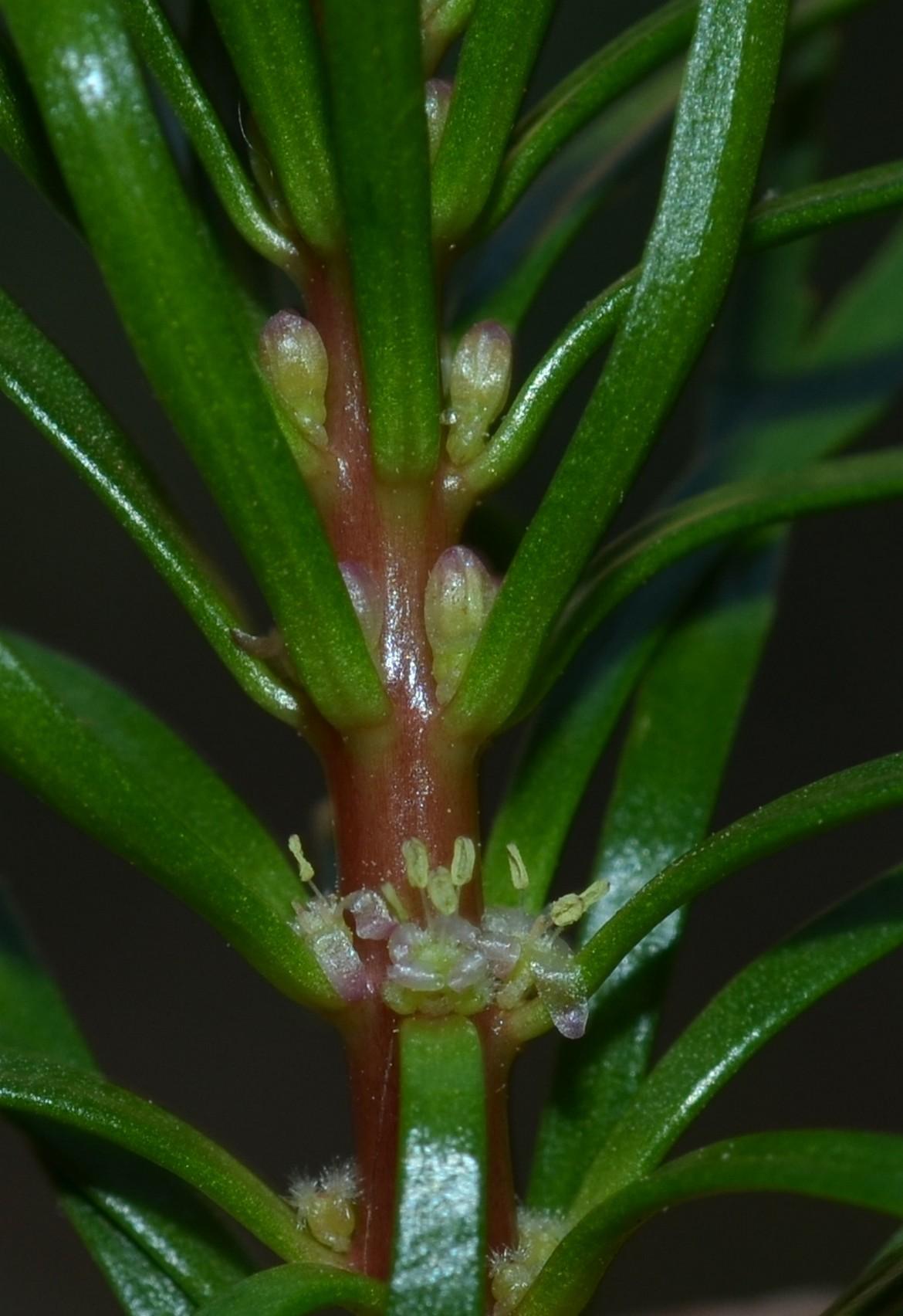 /wp-content/uploads/2020/10/Myriophyllum%20tuberculatum%20Roxb.%204-3.jpg