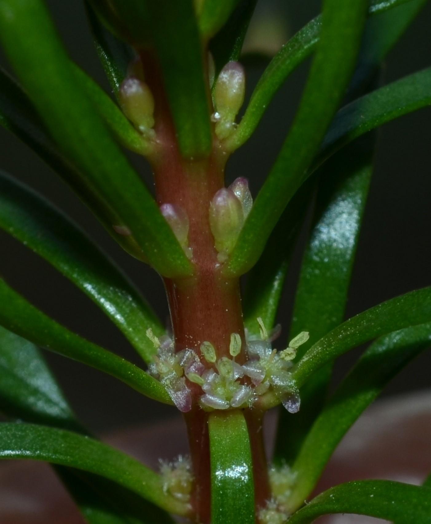 /wp-content/uploads/2020/10/Myriophyllum%20tuberculatum%20Roxb.%205.jpg