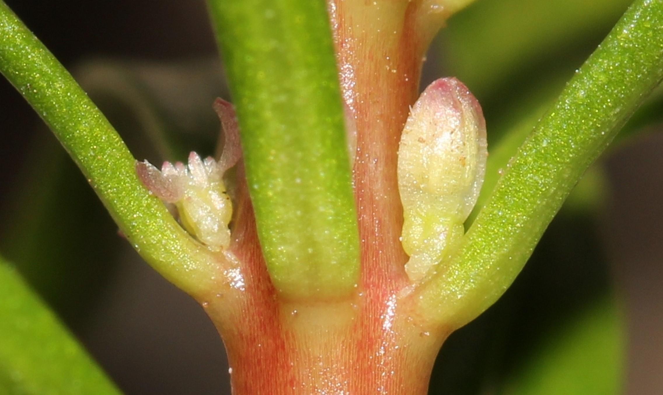 /wp-content/uploads/2020/10/Myriophyllum%20tuberculatum%20Roxb.%207.jpg