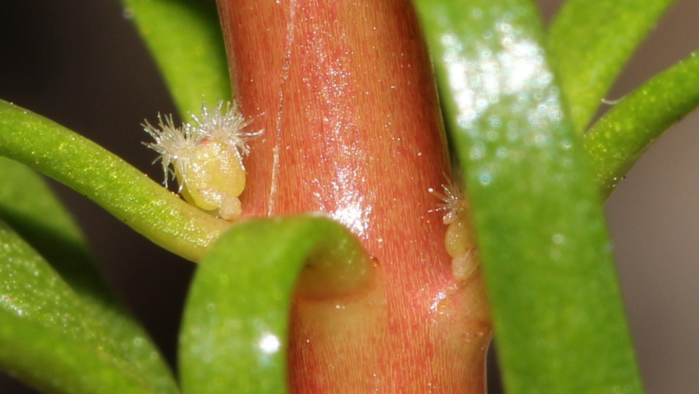 /wp-content/uploads/2020/10/Myriophyllum%20tuberculatum%20Roxb.%208.jpg