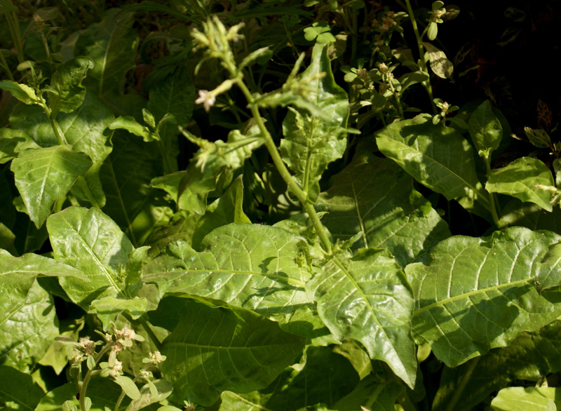 /wp-content/uploads/2020/10/Nicotiana-plumbaginifolia-Vikas-puri-Delhi-3-0.jpg