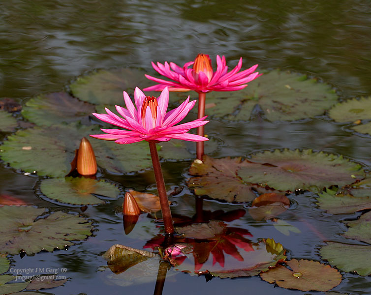 /wp-content/uploads/2020/10/Nymphaea%20nouchali%20-Indian%20red%20water%20lily-%20in%20Hyderabad%20I%20IMG_8853.jpg