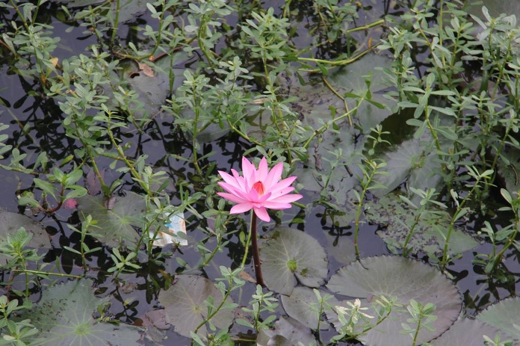 /wp-content/uploads/2020/10/Nymphaea_Lalbagh2-2.JPG