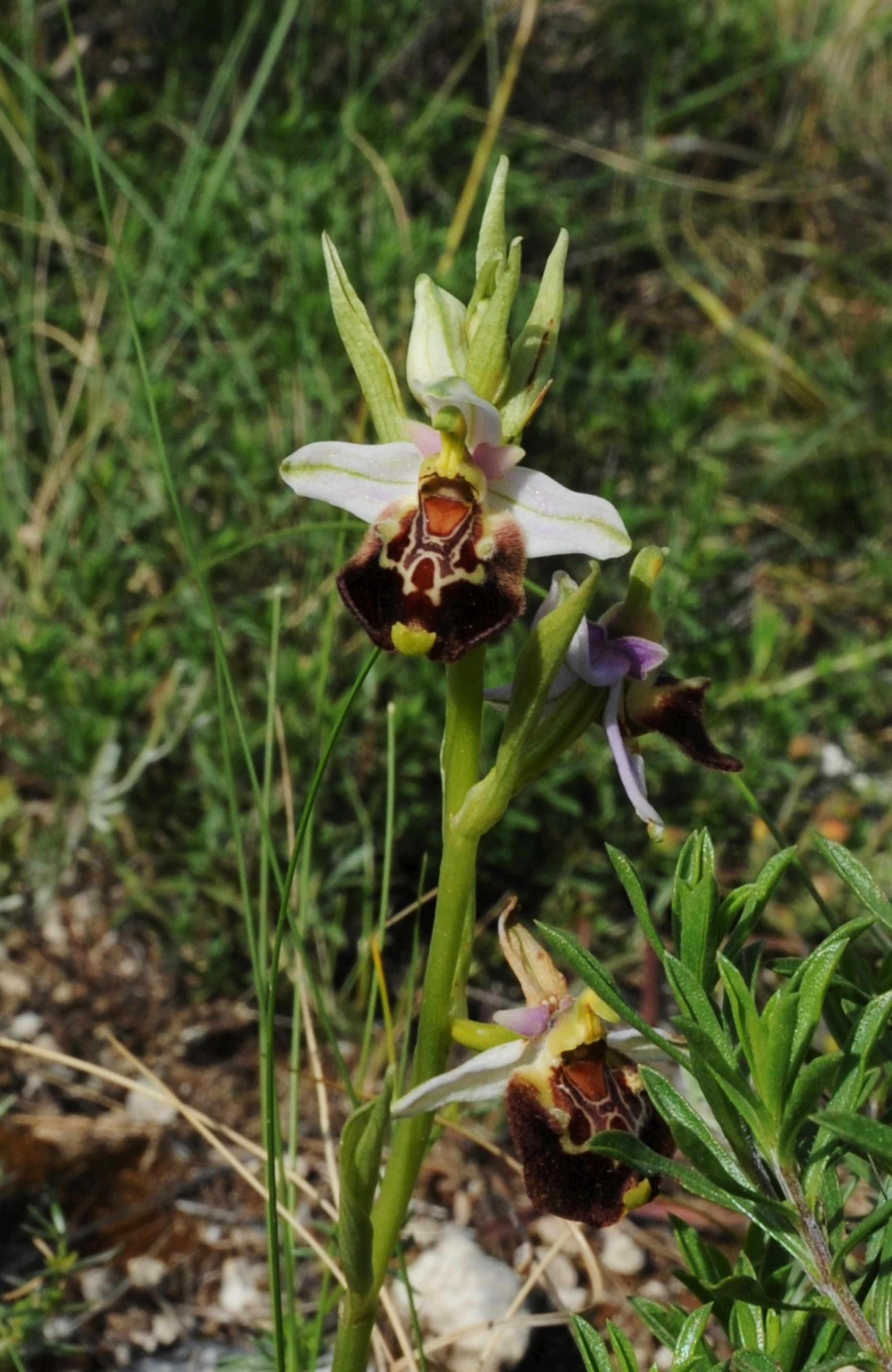 /wp-content/uploads/2020/10/OPHRYS%20HOLOSERICA%20-2--4000.jpg