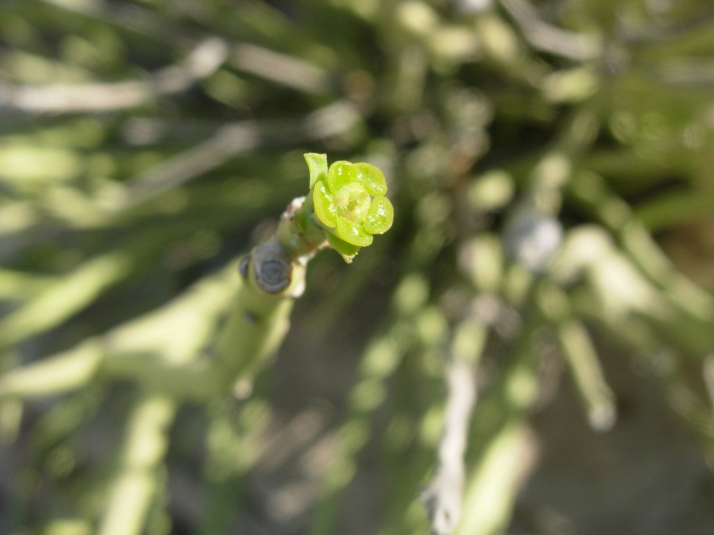 /wp-content/uploads/2020/10/Oman-Euphorbia%20larica-DSCN5538.JPG