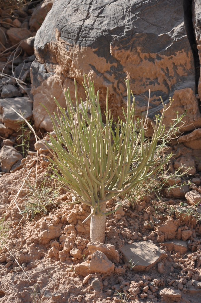 /wp-content/uploads/2020/10/Oman-Euphorbia%20larica-DSC_1430.JPG