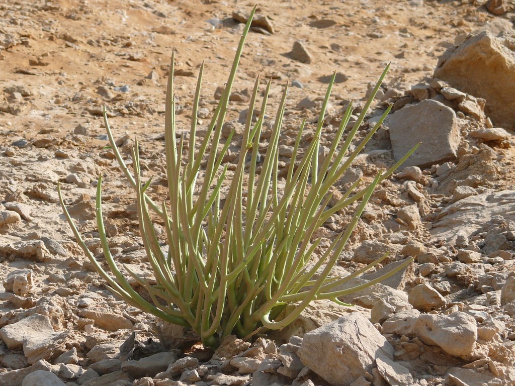 /wp-content/uploads/2020/10/Oman-Euphorbia%20larica-Muscat-P1030066.JPG