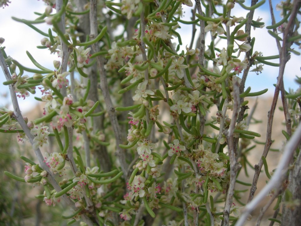 /wp-content/uploads/2020/10/Oman-Pteropyrum%20scoparium-Polygonaceae-Jabal%20Akhdar-DSCN7472.JPG
