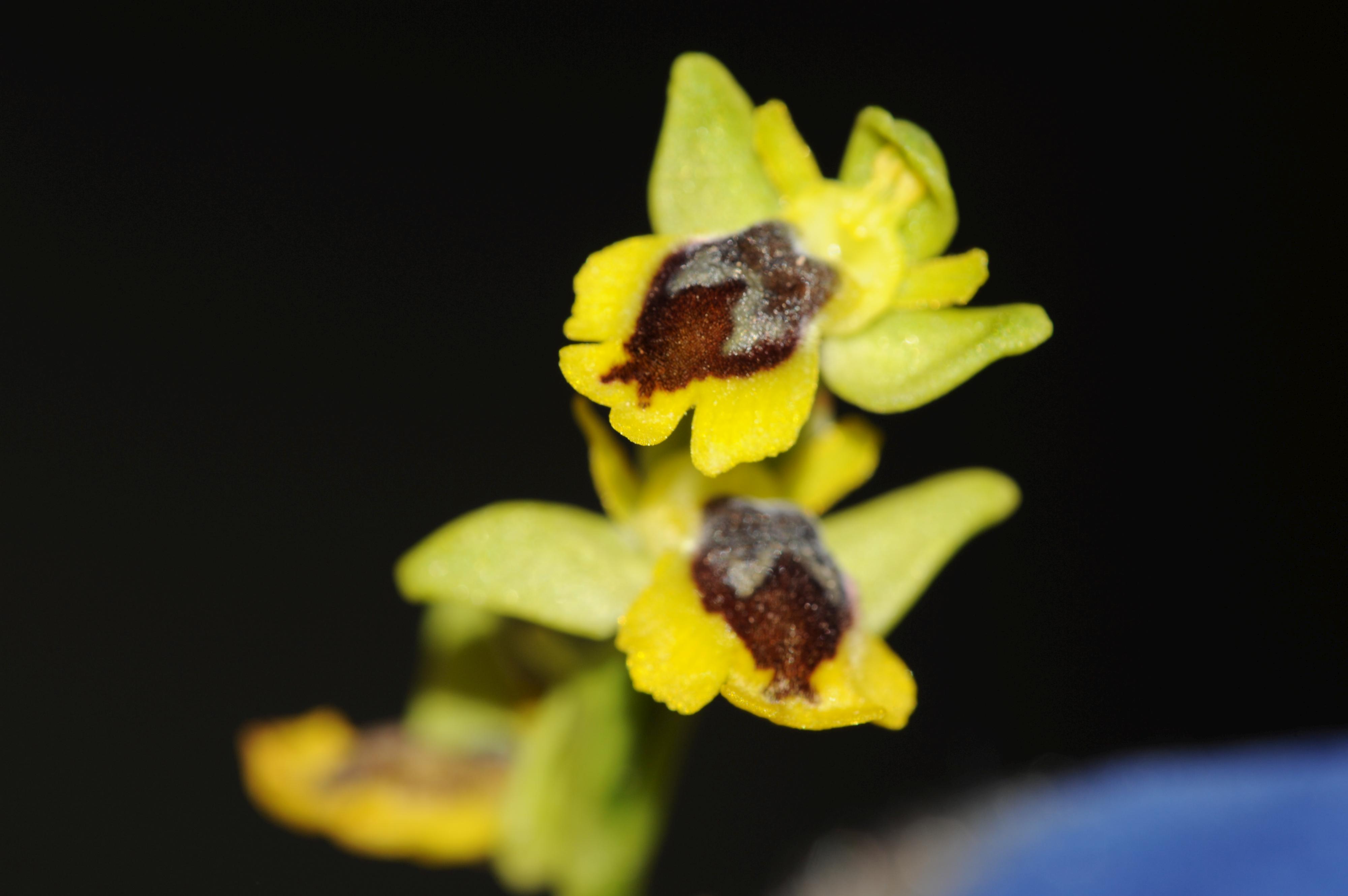 /wp-content/uploads/2020/10/Ophrys%20sicula-2.jpg