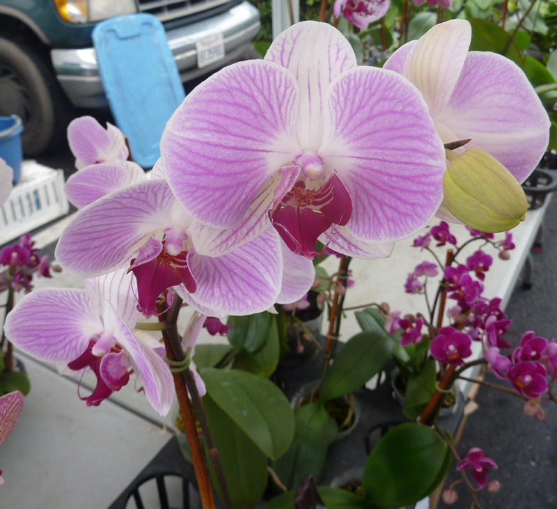 /wp-content/uploads/2020/10/Orchid-2-California-1.jpg