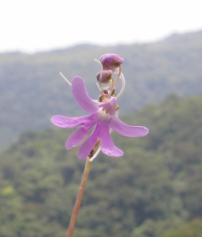 /wp-content/uploads/2020/10/Orchid-Coorg.jpg