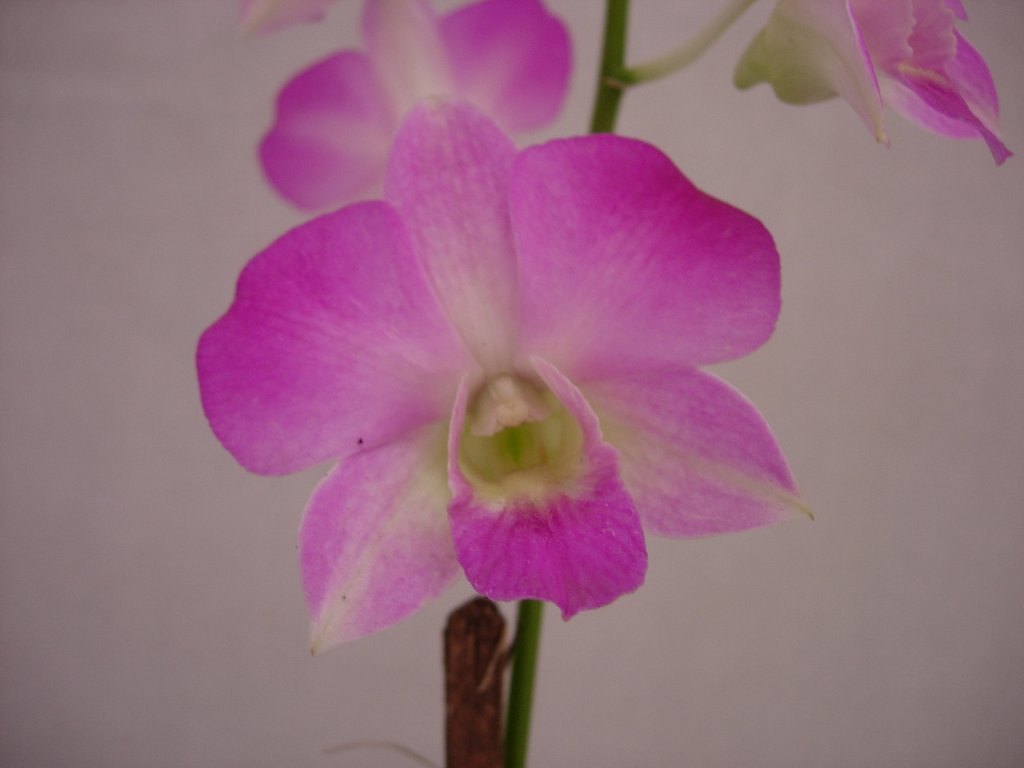 /wp-content/uploads/2020/10/Orchid-Flower%20Show-Mumbai-DSCN2492.JPG